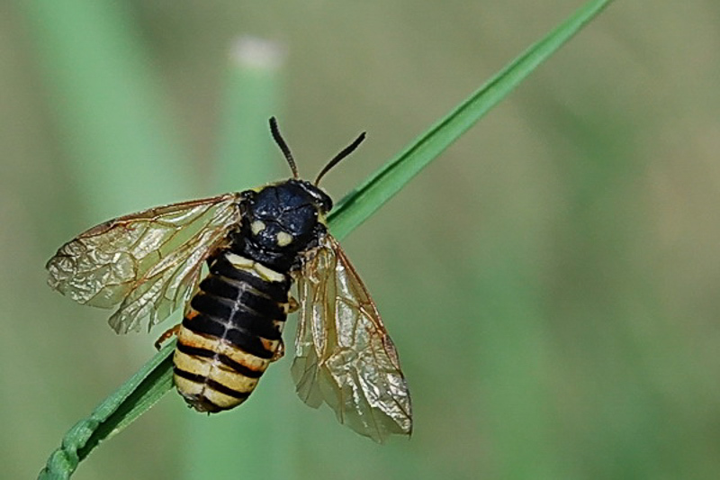Sawflies and horntails : (Diprionidae) Macrodiprion nemoralis
