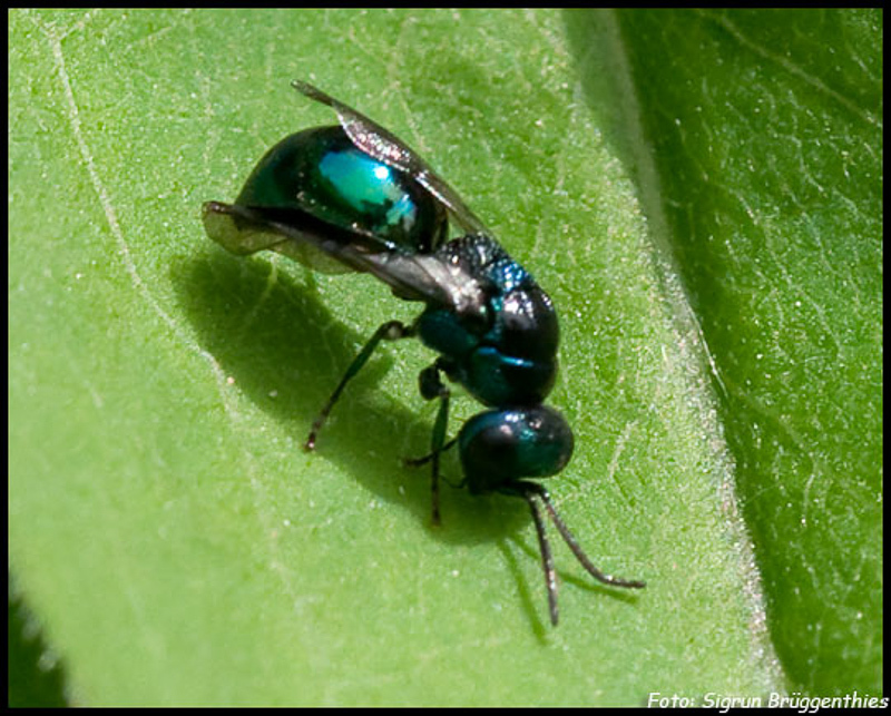 Aculeate Wasps : (Chrysididae) Omalus aeneus