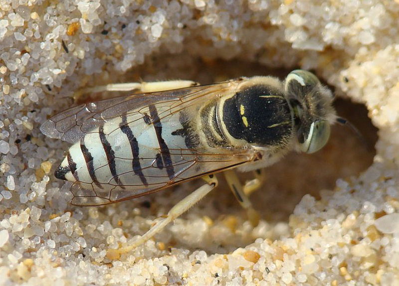 Aculeate Wasps : (Crabronidae) Bembix olivacea