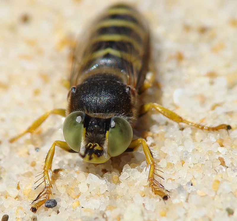 Aculeate Wasps : (Crabronidae) Bembix sinuata