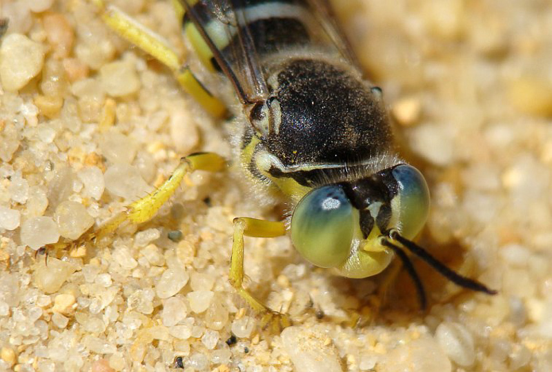 Aculeate Wasps : (Crabronidae) Bembix sinuata