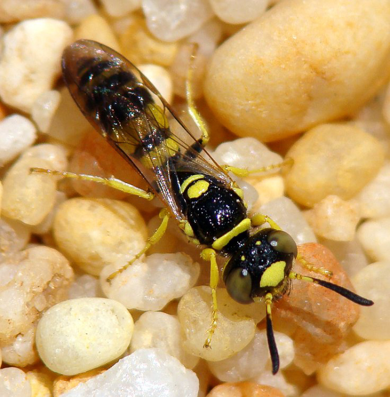 Aculeate Wasps : (Crabronidae) Philanthus pulchellus