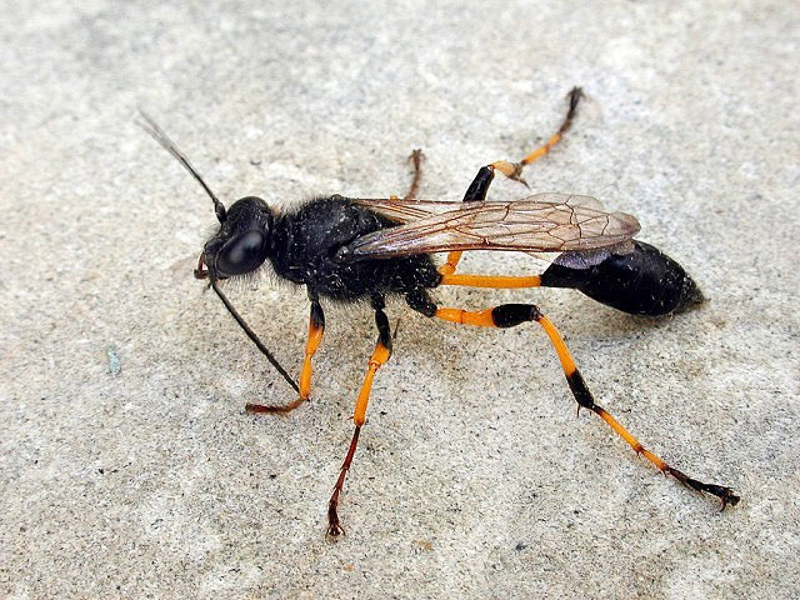 Aculeate Wasps : (Sphecidae) Sceliphron spirifex