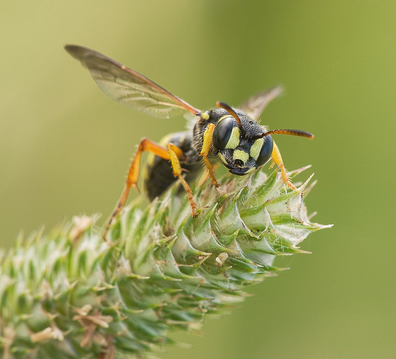 Aculeate Wasps : (Crabronidae) Cerceris quinquefasciata