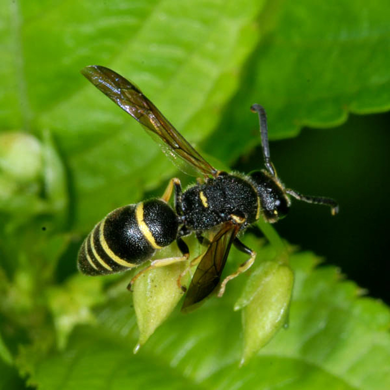 Aculeate Wasps : (Vespidae) Euodynerus quadrifasciatus