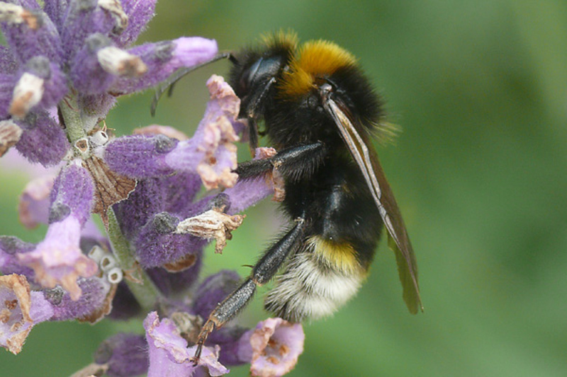 Bees : (Apidae) Bombus vestalis