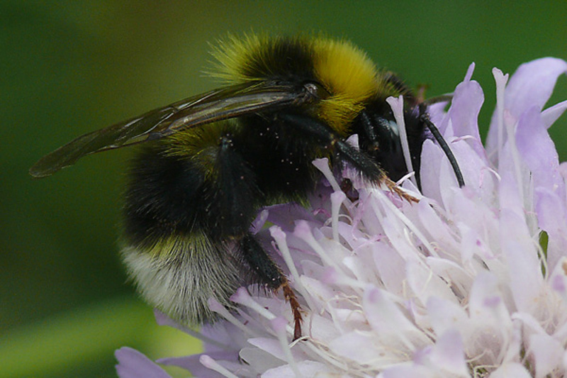 Bees : (Apidae) Bombus bohemicus
