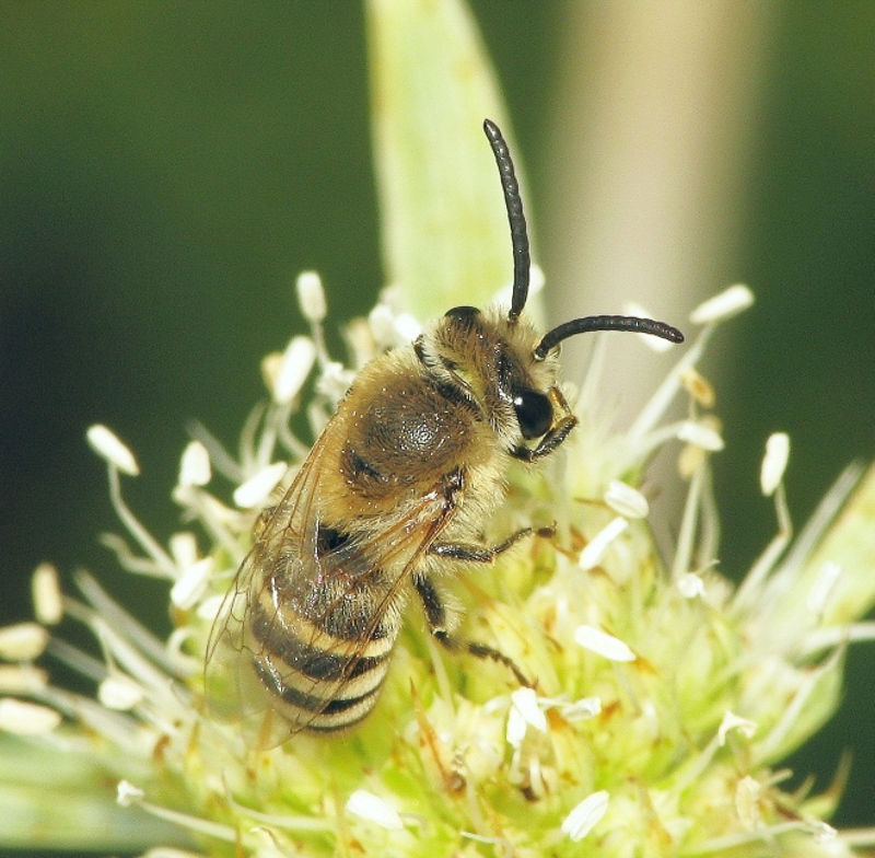 Bees : (Colletidae) Colletes hylaeiformis