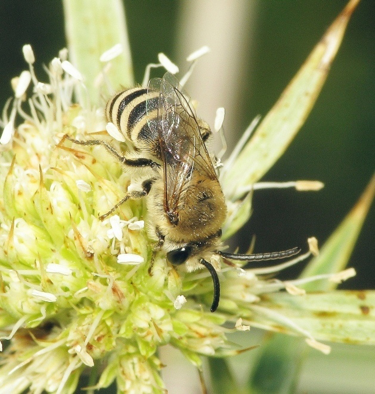 Bees : (Colletidae) Colletes hylaeiformis
