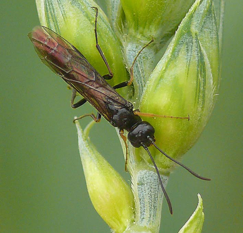 Sawflies and horntails : (Cephidae) Cephus pygmeus