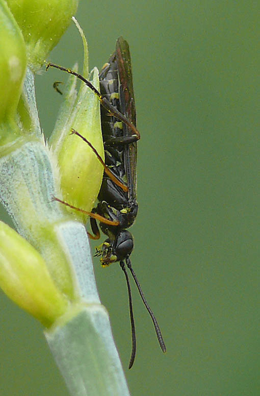 Sawflies and horntails : (Cephidae) Cephus pygmeus