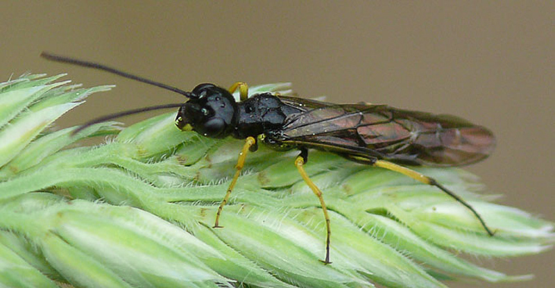 Sawflies and horntails : (Cephidae) Cephus spinipes