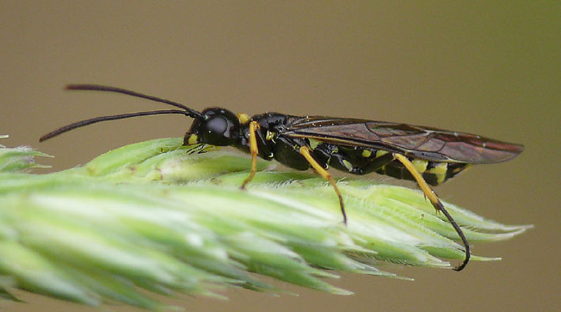 Sawflies and horntails : (Cephidae) Cephus spinipes