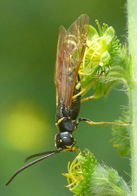 Sawflies and horntails : (Cephidae) Hartigia linearis
