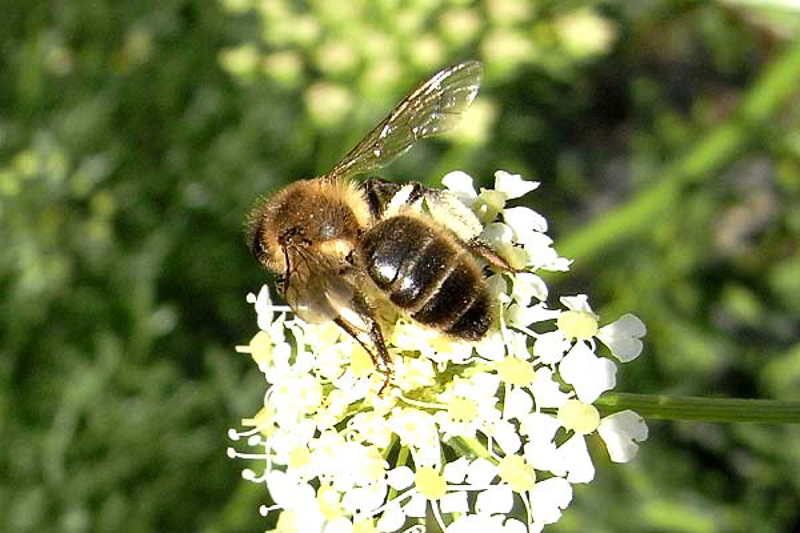 Bees : (Andrenidae) Andrena nuptialis