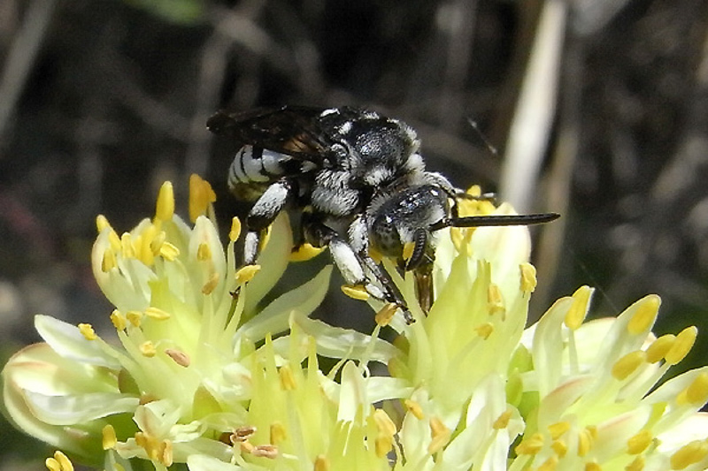 Bees : (Apidae) Thyreus ramosus