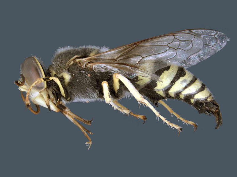 Aculeate Wasps : (Crabronidae) Bembix freygessneri