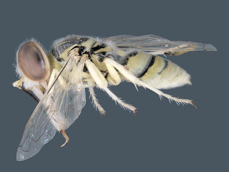 Aculeate Wasps : (Crabronidae) Bembix hameri