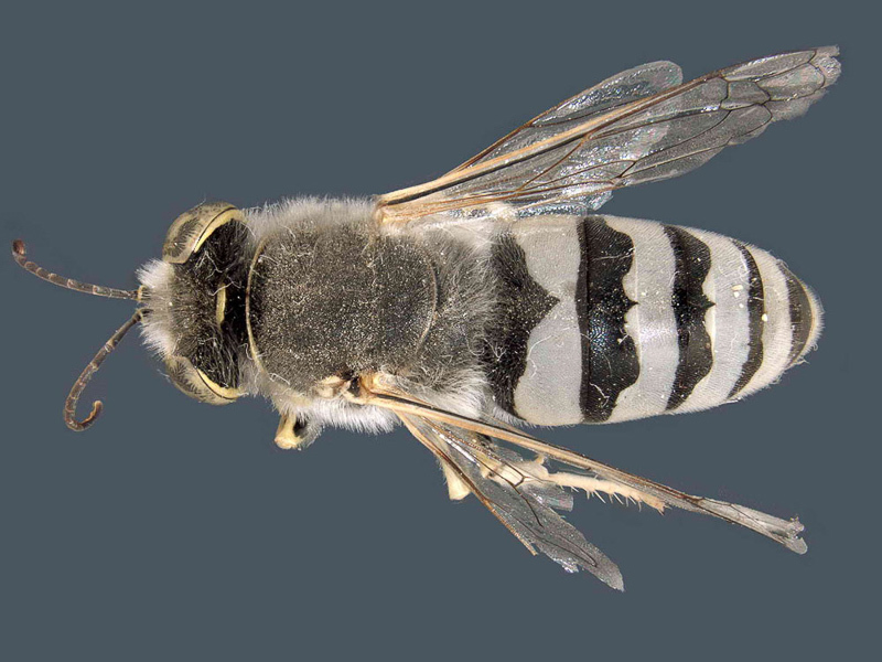 Aculeate Wasps : (Crabronidae) Bembix hauseri