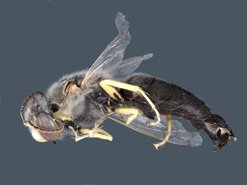 Aculeate Wasps : (Crabronidae) Bembix kohli