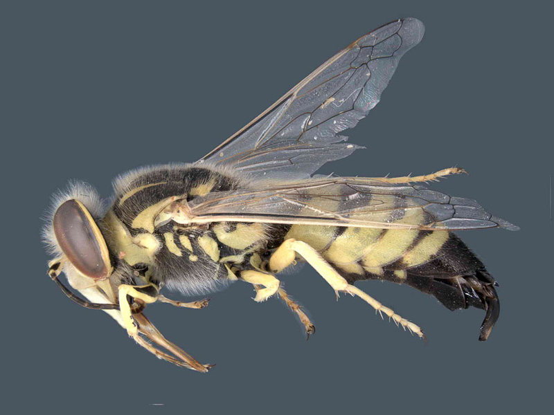 Aculeate Wasps : (Crabronidae) Bembix kohli