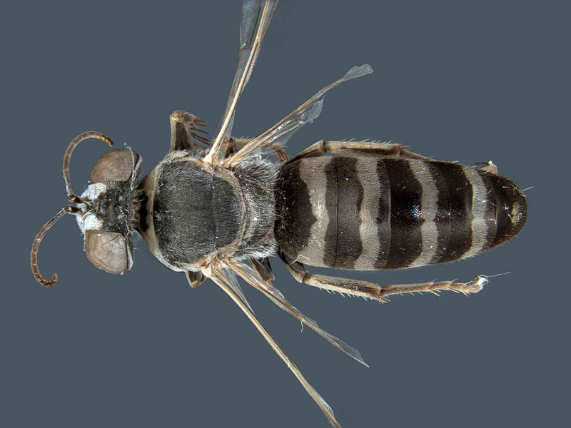 Aculeate Wasps : (Crabronidae) Bembix nilotica