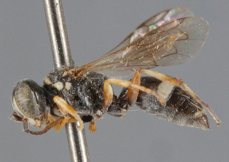 Aculeate Wasps : (Crabronidae) Harpactus brevicornis