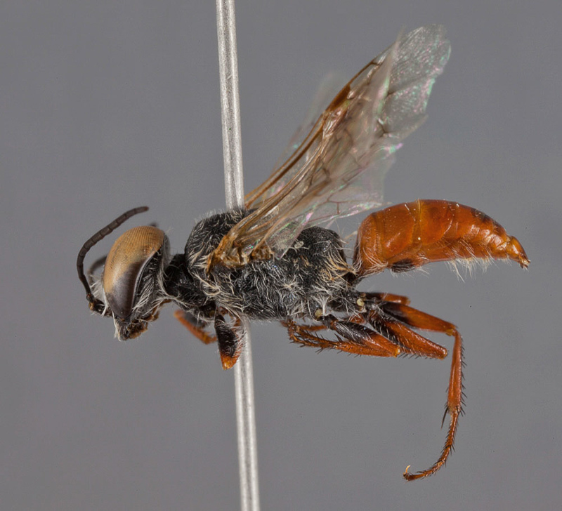 Aculeate Wasps : (Crabronidae) Astata cleopatra