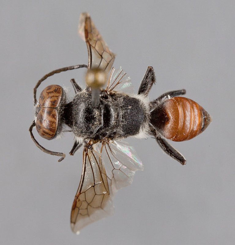Aculeate Wasps : (Crabronidae) Astata graeca