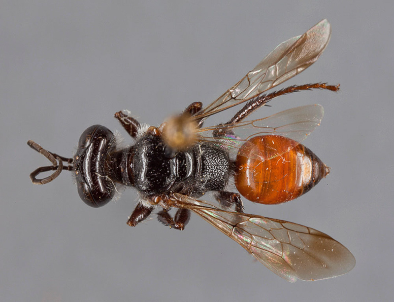 Aculeate Wasps : (Crabronidae) Astata graeca