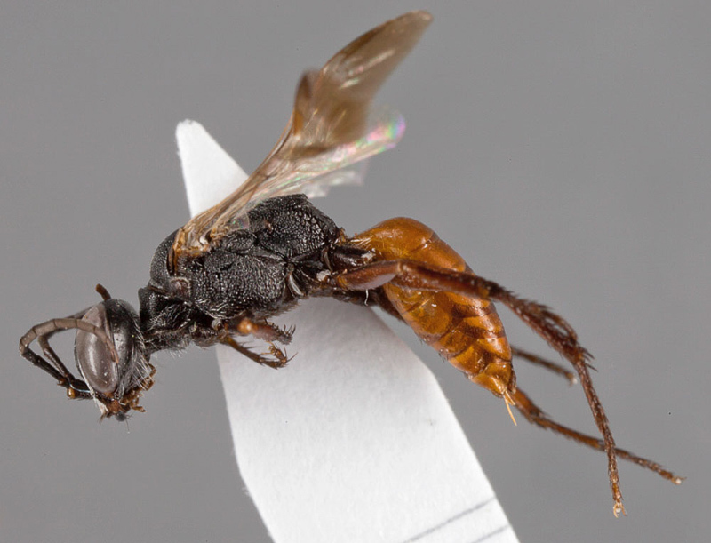 Aculeate Wasps : (Crabronidae) Astata lubricata