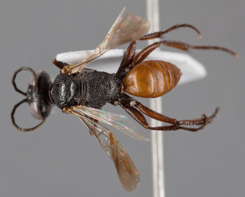 Aculeate Wasps : (Crabronidae) Astata lubricata