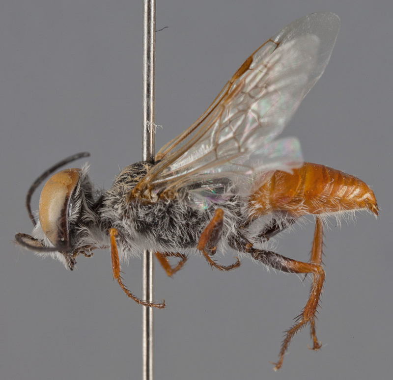 Aculeate Wasps : (Crabronidae) Astata prosii