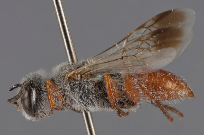 Aculeate Wasps : (Crabronidae) Astata selecta