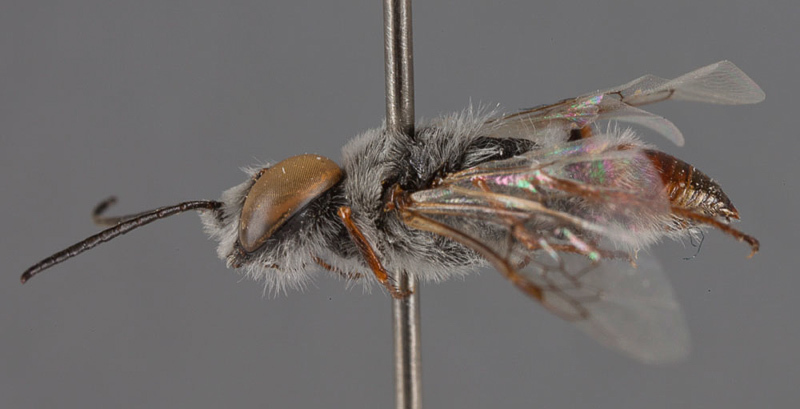 Aculeate Wasps : (Crabronidae) Astata selecta