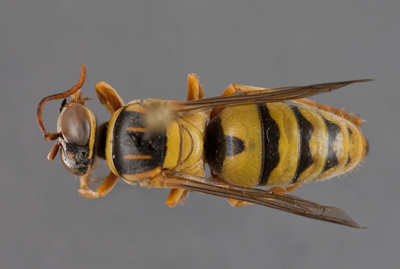 Aculeate Wasps : (Crabronidae) Bembecinus gracilicornis