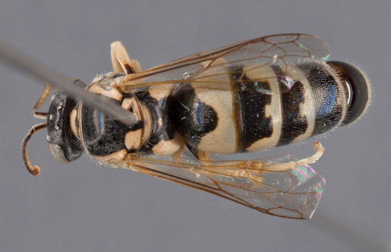 Aculeate Wasps : (Crabronidae) Bembecinus iranicus