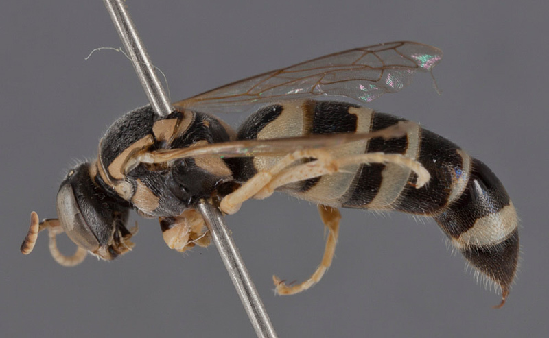 Aculeate Wasps : (Crabronidae) Bembecinus iranicus
