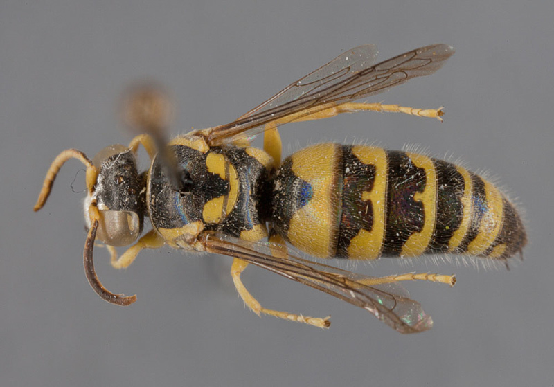 Aculeate Wasps : (Crabronidae) Bembecinus asiaticus