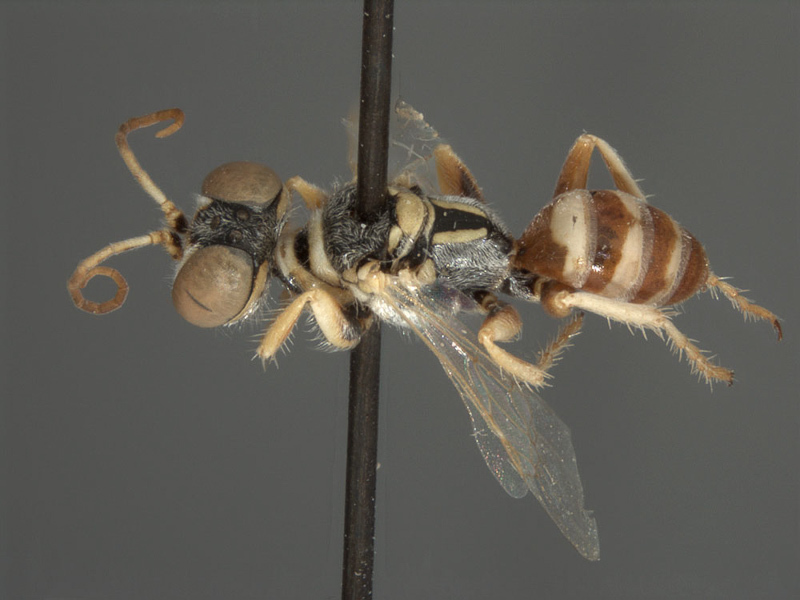Aculeate Wasps : (Crabronidae) Dinetus dentipes
