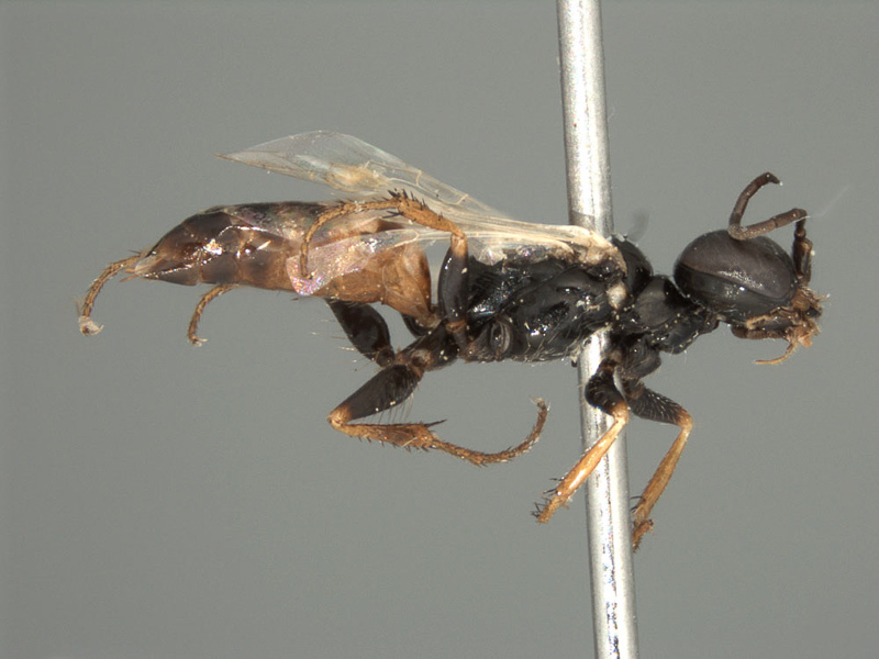 Aculeate Wasps : (Crabronidae) Dryudella bifasciata
