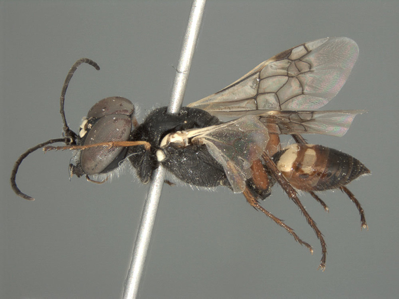 Aculeate Wasps : (Crabronidae) Dryudella pulawskii