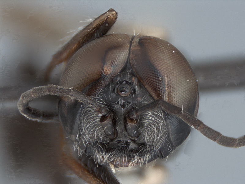 Aculeate Wasps : (Crabronidae) Dryudella unicolor