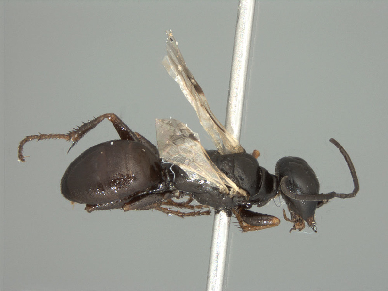 Aculeate Wasps : (Crabronidae) Dryudella vanharteni