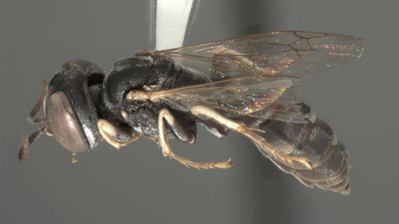Aculeate Wasps : (Crabronidae) Gastrosericus turneri