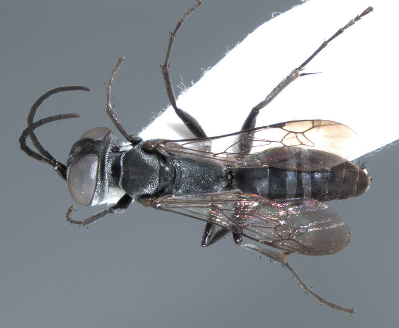 Aculeate Wasps : (Crabronidae) Liris maidli
