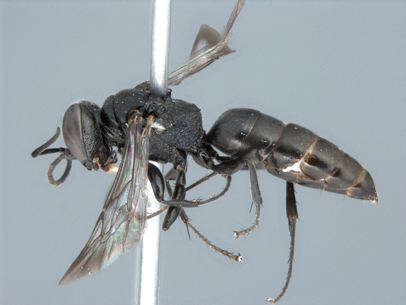 Aculeate Wasps : (Crabronidae) Miscophus reticulatus