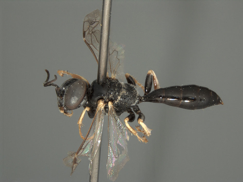 Aculeate Wasps : (Crabronidae) Parapiagetia goeksuensis
