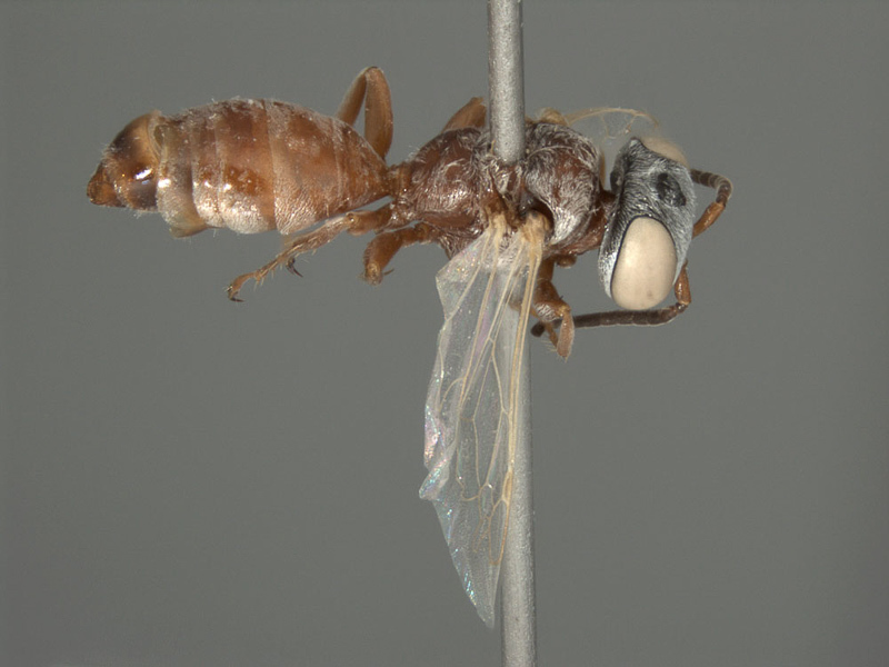 Aculeate Wasps : (Crabronidae) Parapiagetia kroupai