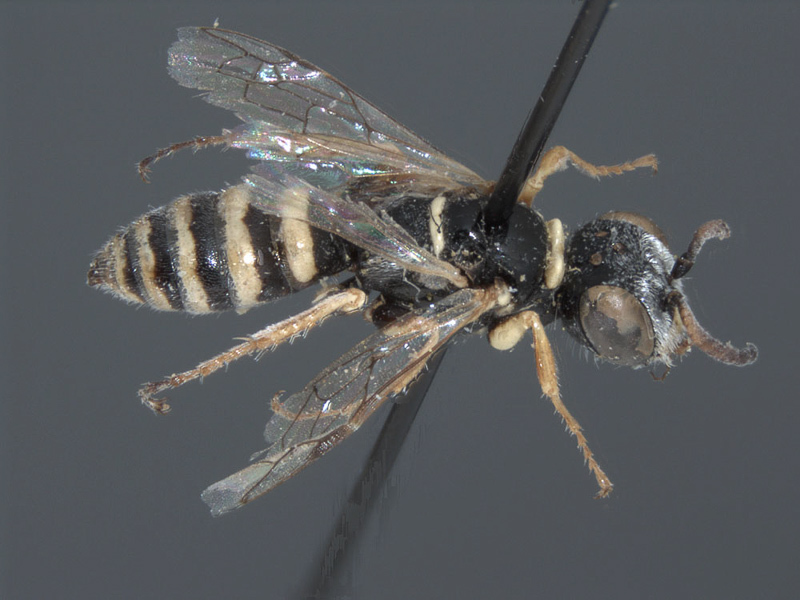 Aculeate Wasps : (Crabronidae) Pseudoscolia dewitzi